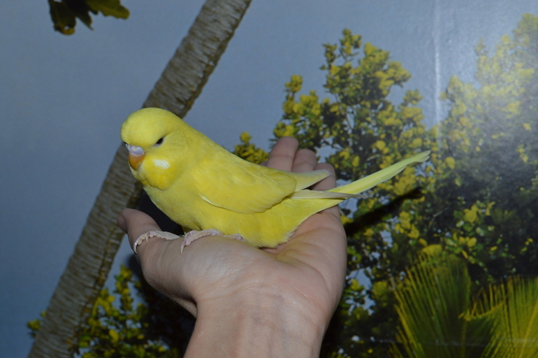 Птенчики выросли! :)