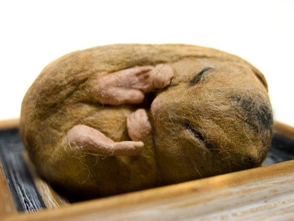 Живые куклы Kyoko Okubo