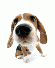 Итальянские сумки из натуральной кожи. Принимаю заказы на конец июля(доставка в конце августа)!