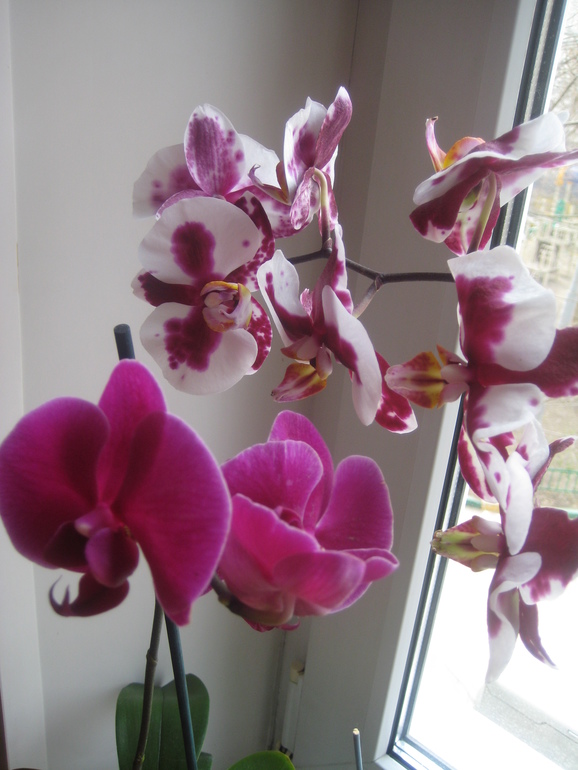 Мои Орхидейки