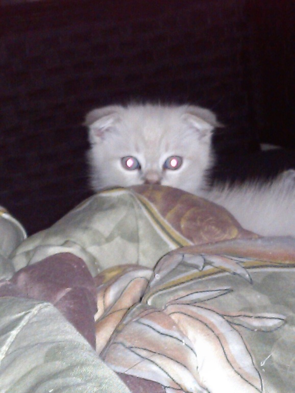 Фотобатл, кто красивее?