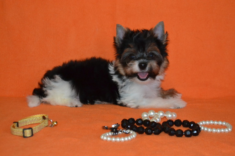 бивер родословная ibc или ркф.что лучше?