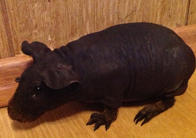 Наш новый житель, еще тот инопланетянин)))