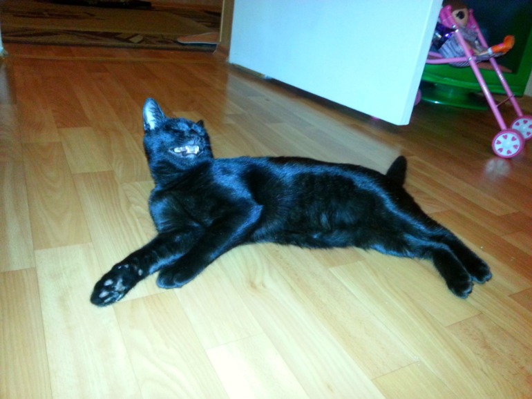 Лера и кот