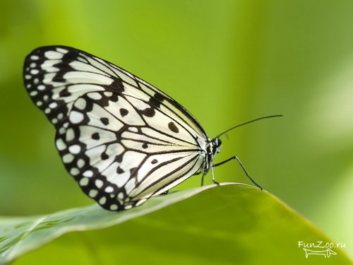Контрольное задание № 9. Использование масок слоев