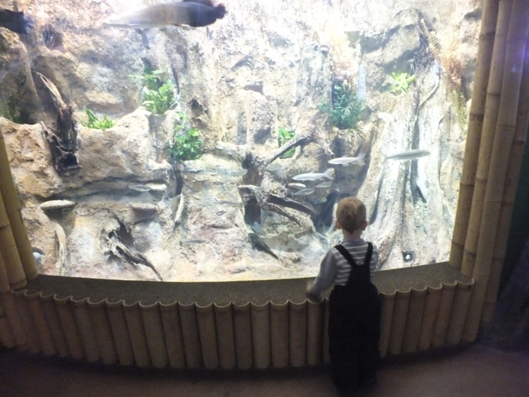 ТН подводный мир и его обитатели.