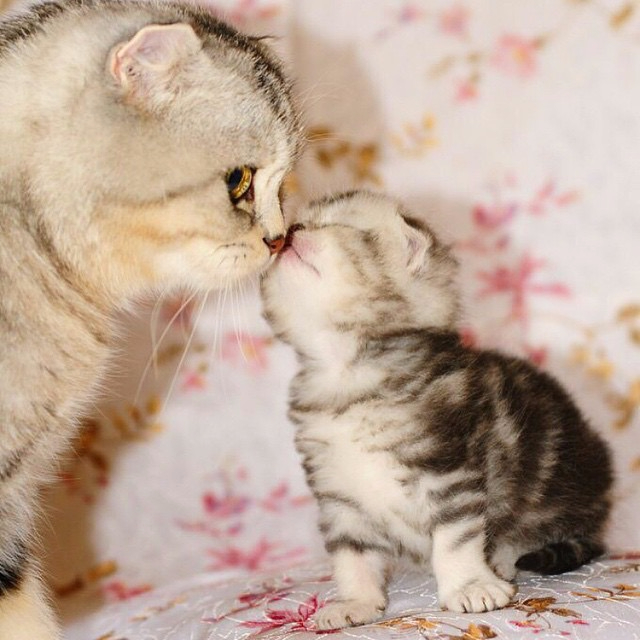 Котёнок с мамой