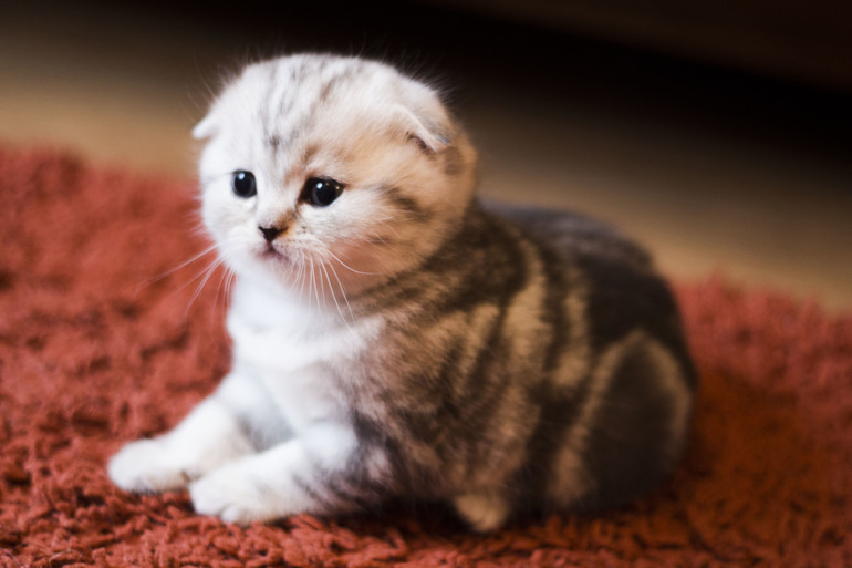 Шотландская вислоухая кошка