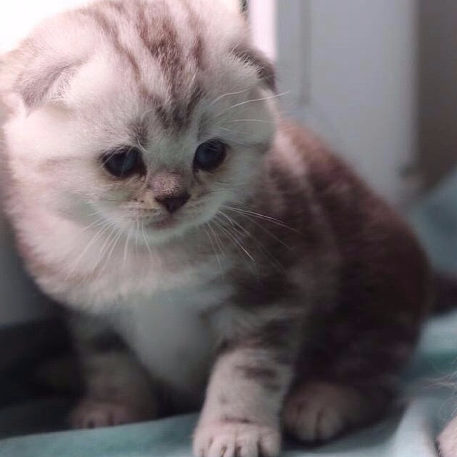 Шотландский вислоухий котёнок