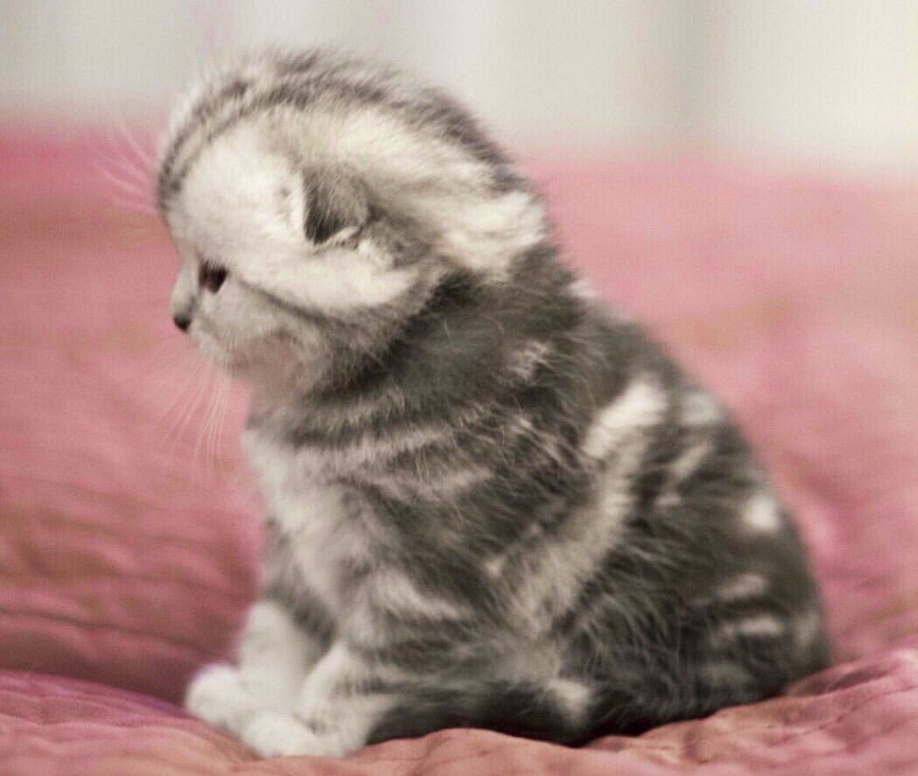 Шотландский вислоухий котёнок