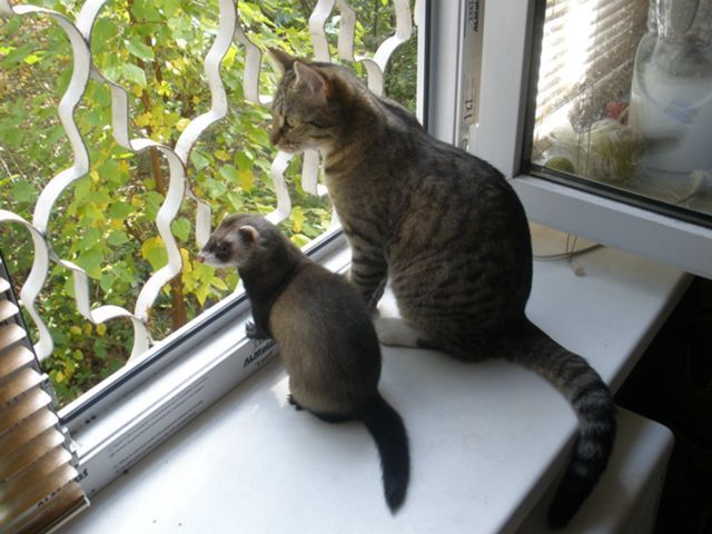хорёк и кот