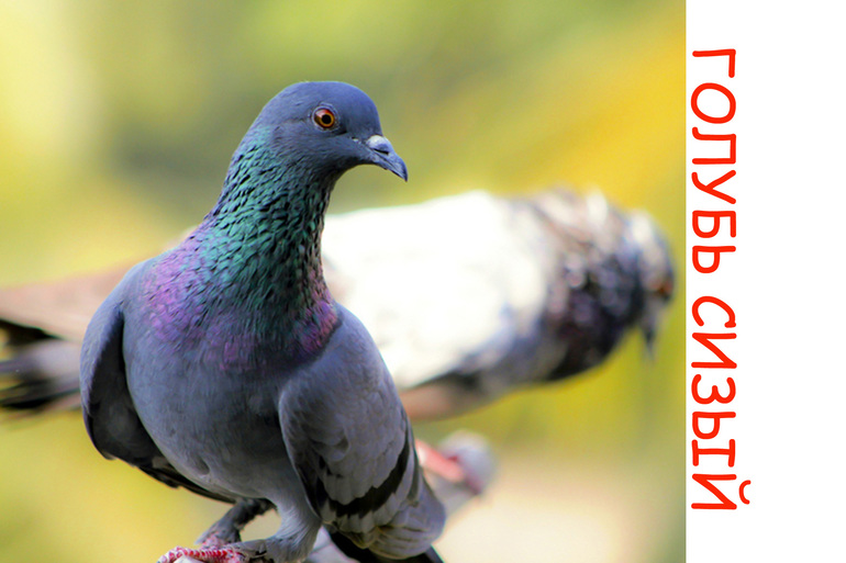 Дела птичьи )