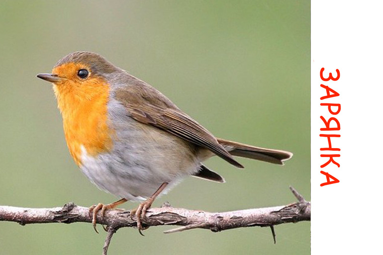 Дела птичьи )