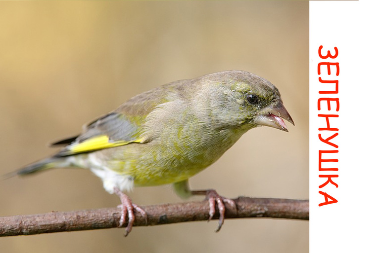 Дела птичьи )