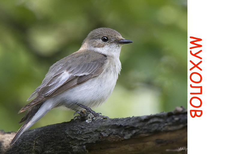 Дела птичьи )