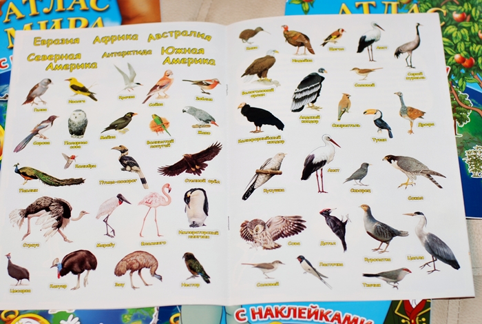 Книга о животных и маленькие географические атласы.