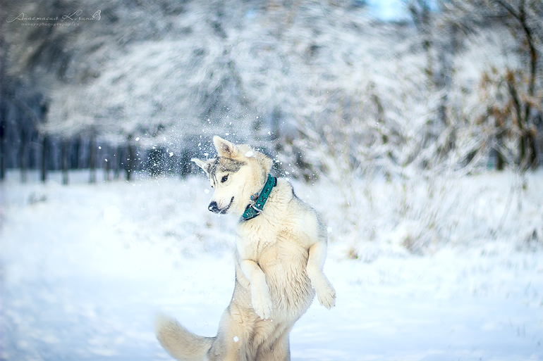 Снежного настроения!