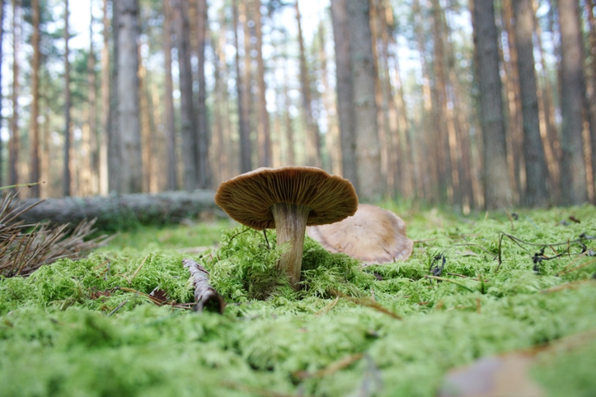 Переславль-Залесский