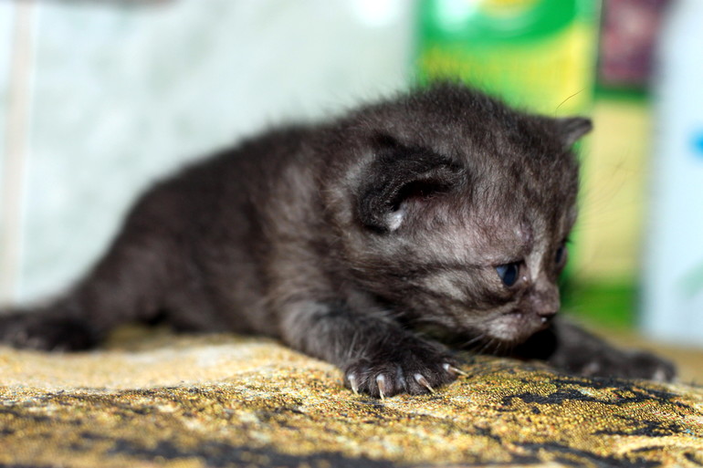 У нас родились полубританцы