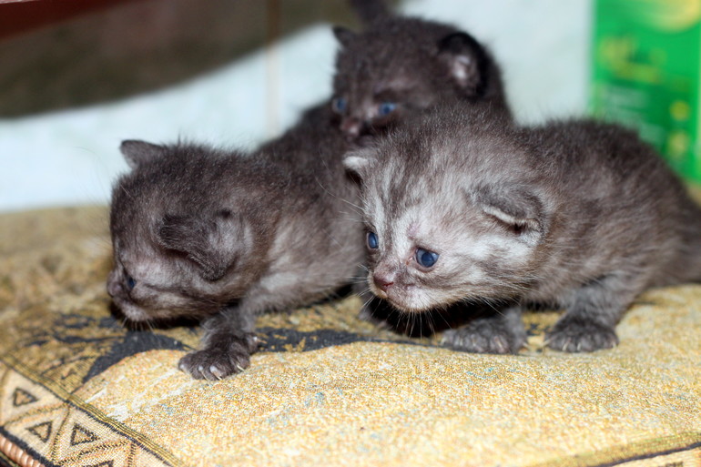 У нас родились полубританцы