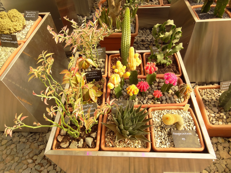Выставка суккулентов в Аптекарском огороде