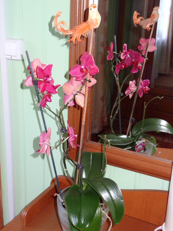 Хвастаюсь своей трудяжкой