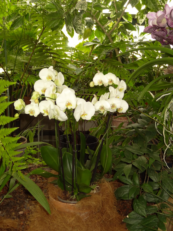 Выставка в аптекарском огороде