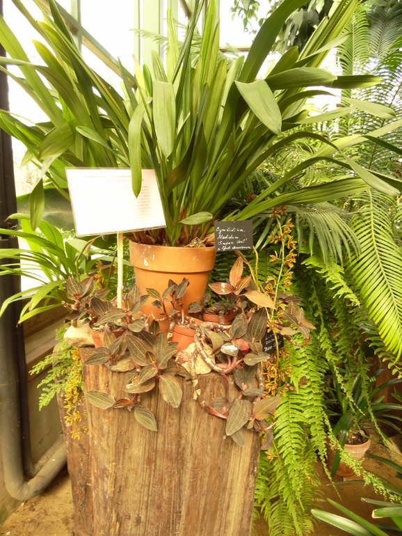 Выставка в аптекарском огороде