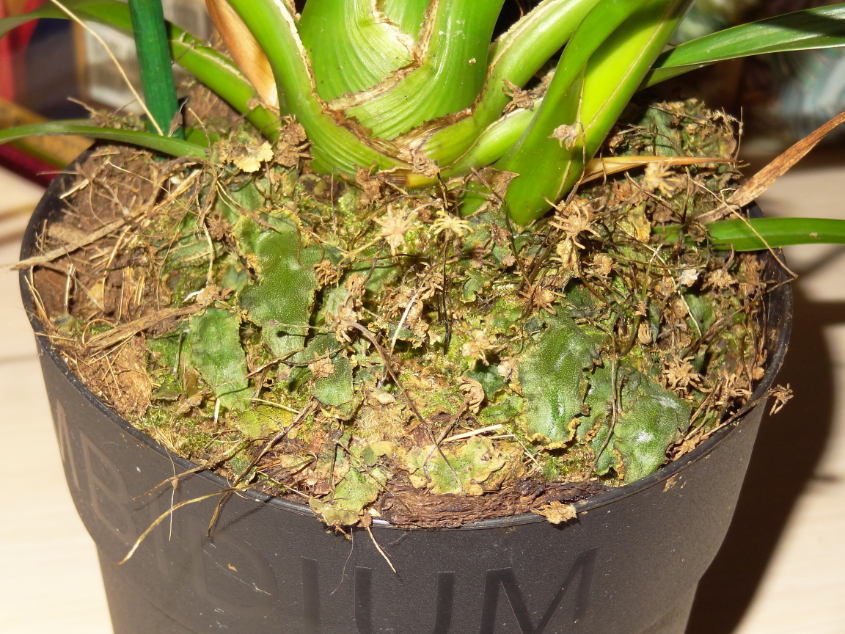 Мои орхидейные новички и не много старичков))))))