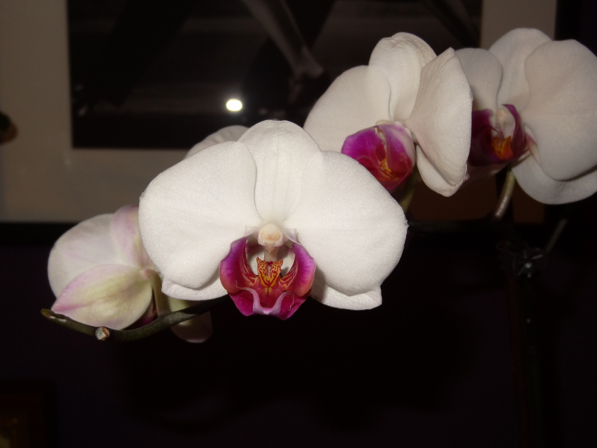 Мои орхидейные новички и не много старичков))))))