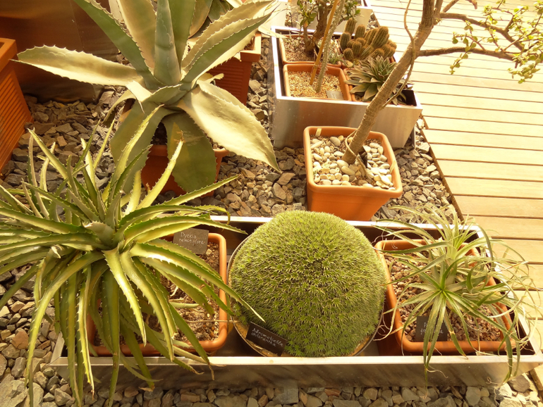 Выставка суккулентов в Аптекарском огороде