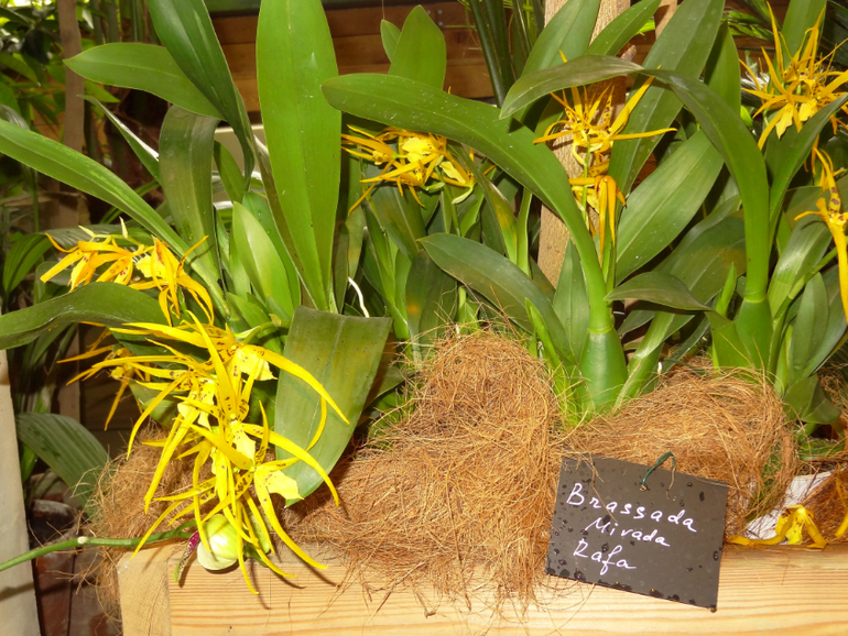 Выставка в аптекарском огороде