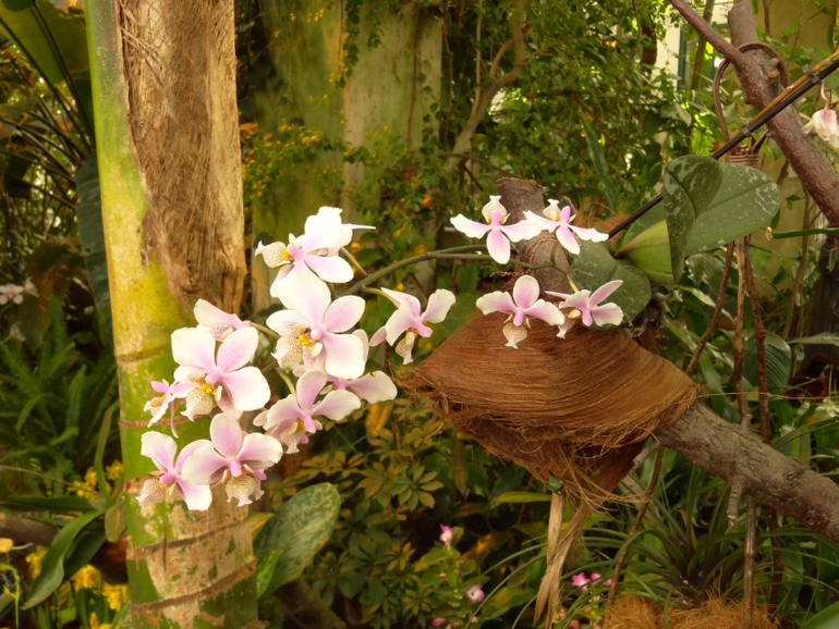 Выставка в аптекарском огороде