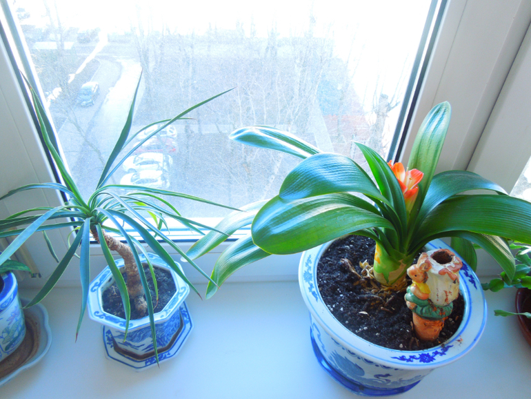 Отдам даром хорошие цветочки, но без горшков