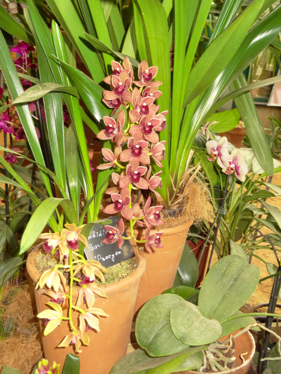 Выставка в аптекарском огороде