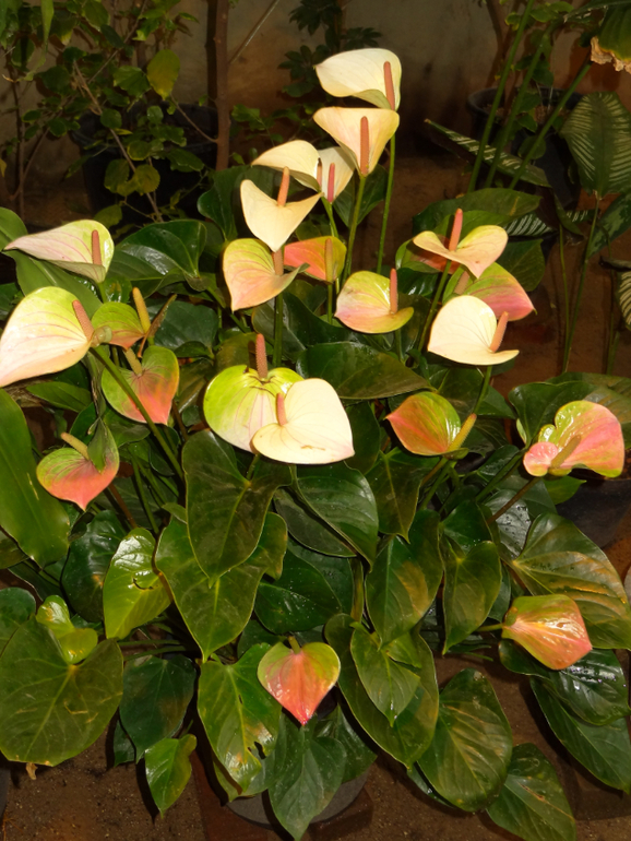 Выставка в аптекарском огороде