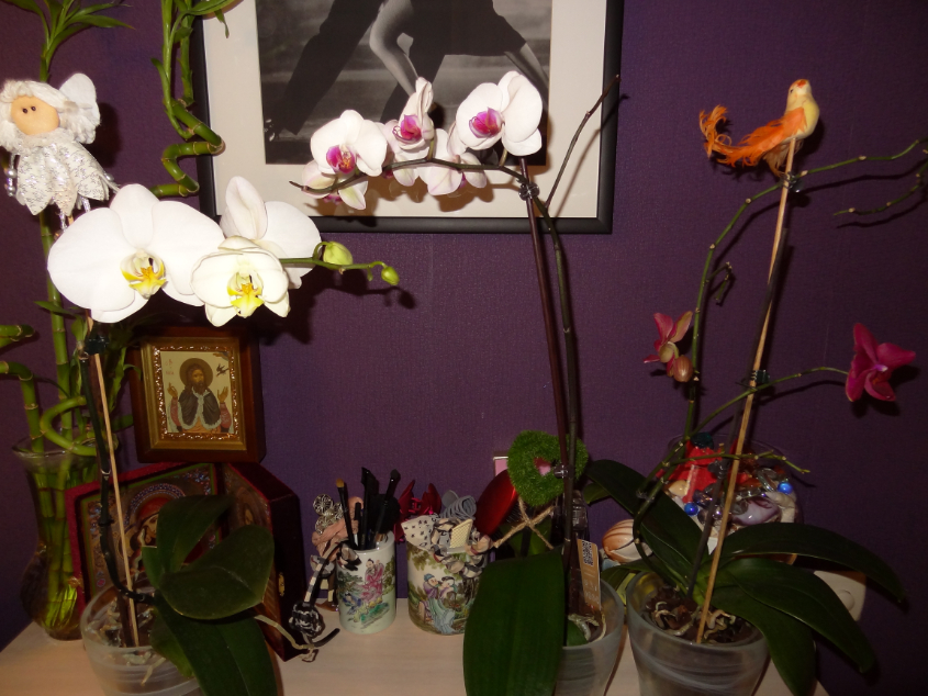 Мои орхидейные новички и не много старичков))))))