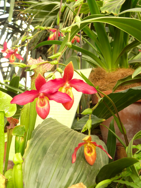 Выставка в аптекарском огороде