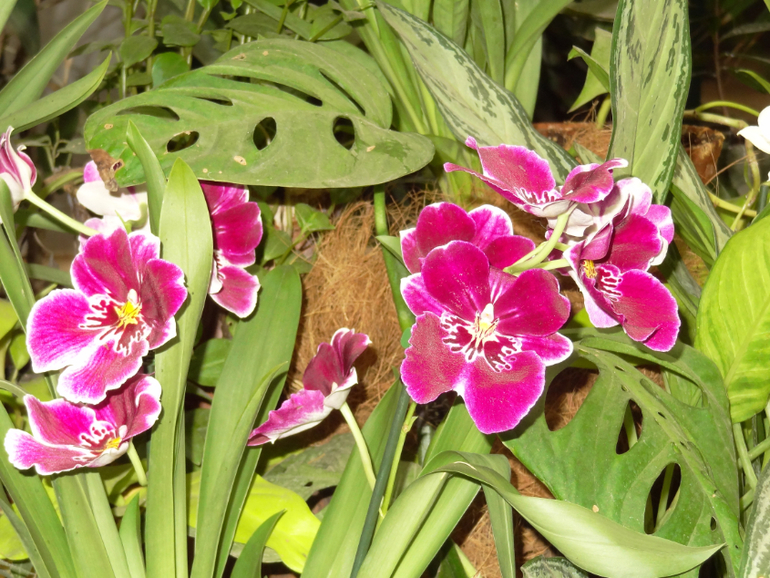 Выставка в аптекарском огороде