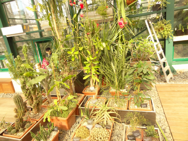 Выставка суккулентов в Аптекарском огороде