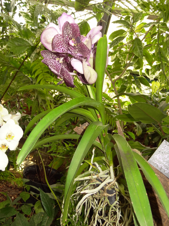 Выставка в аптекарском огороде