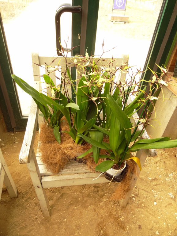 Выставка в аптекарском огороде