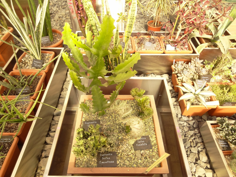 Выставка суккулентов в Аптекарском огороде