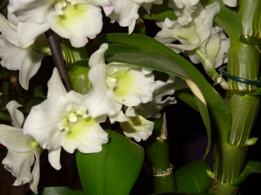 Не такие уж замысловатые эти Дендробиумы