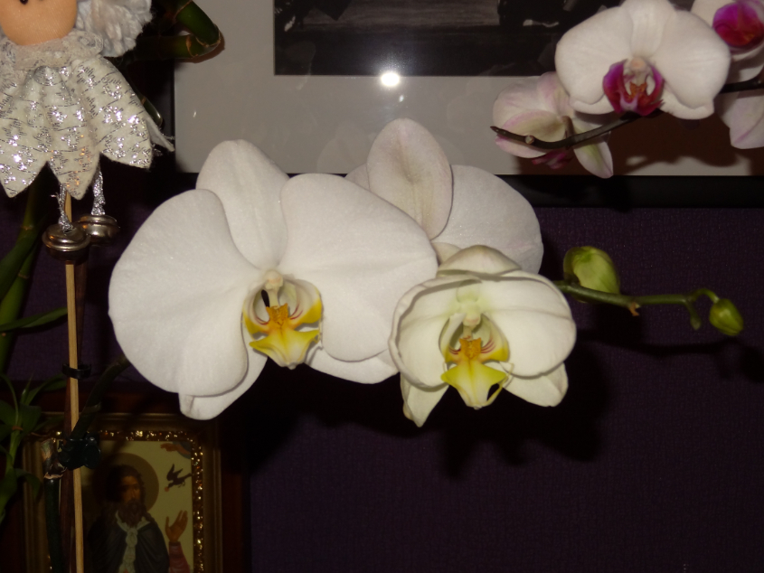 Мои орхидейные новички и не много старичков))))))