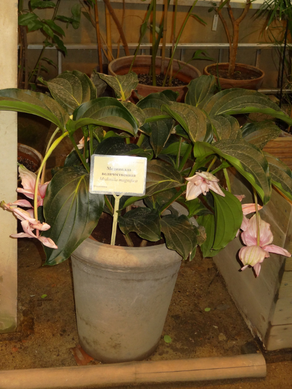 Выставка в аптекарском огороде