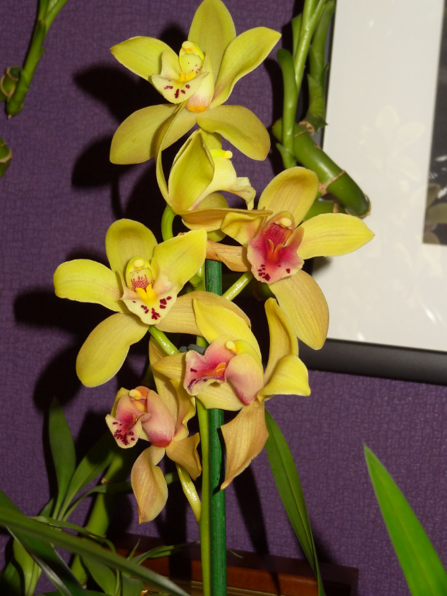 Мои орхидейные новички и не много старичков))))))