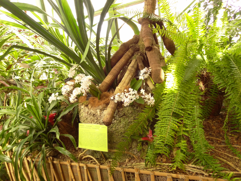 Выставка в аптекарском огороде