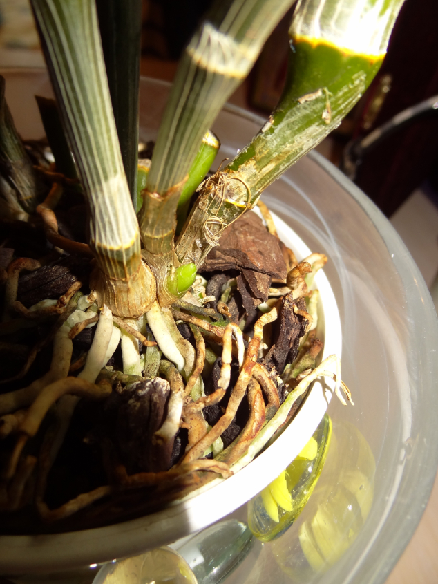 Не такие уж замысловатые эти Дендробиумы