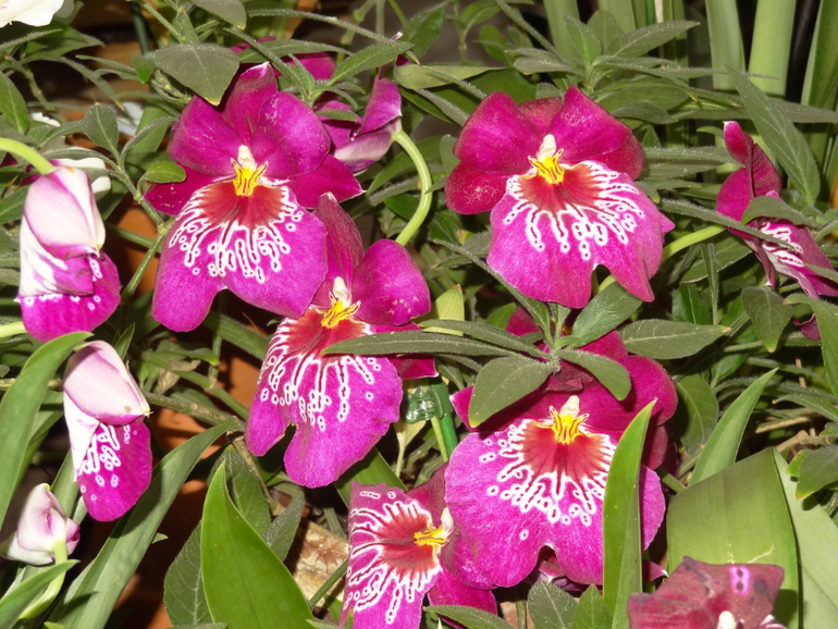 Выставка в аптекарском огороде